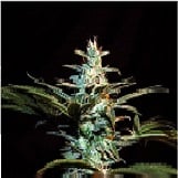 Sweet Seeds Ice Cool Ice Cool