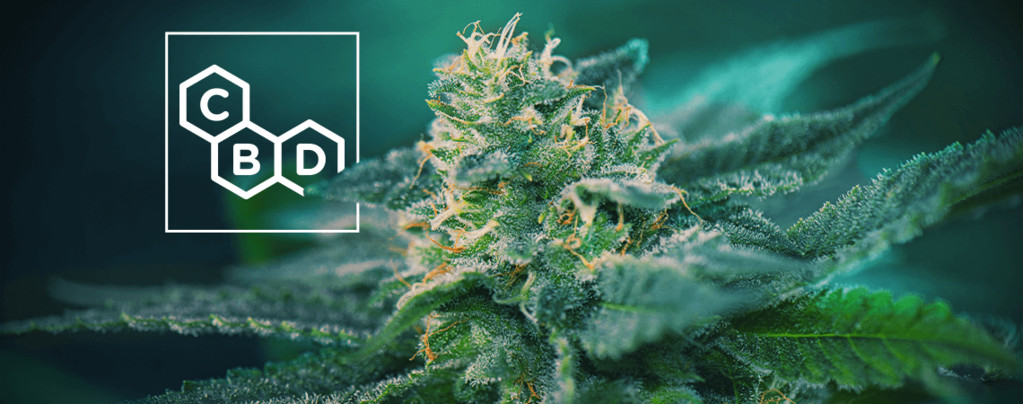CBD-Reiche Cannabis Sorten