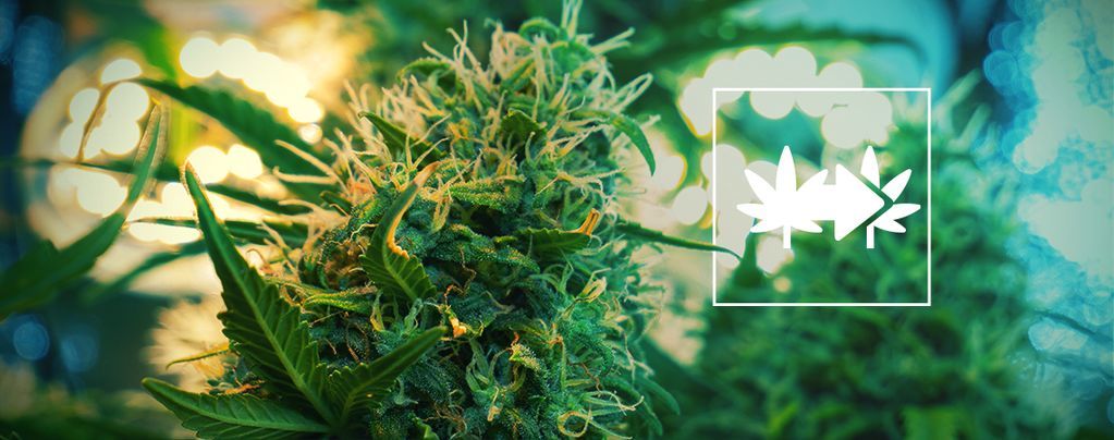 Die Beste Methode, Cannabispflanzen Zu Klonen