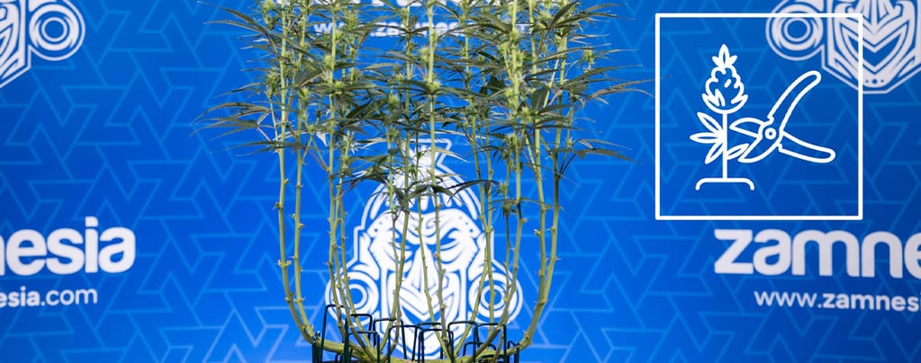 So lollipoppt man Cannabis