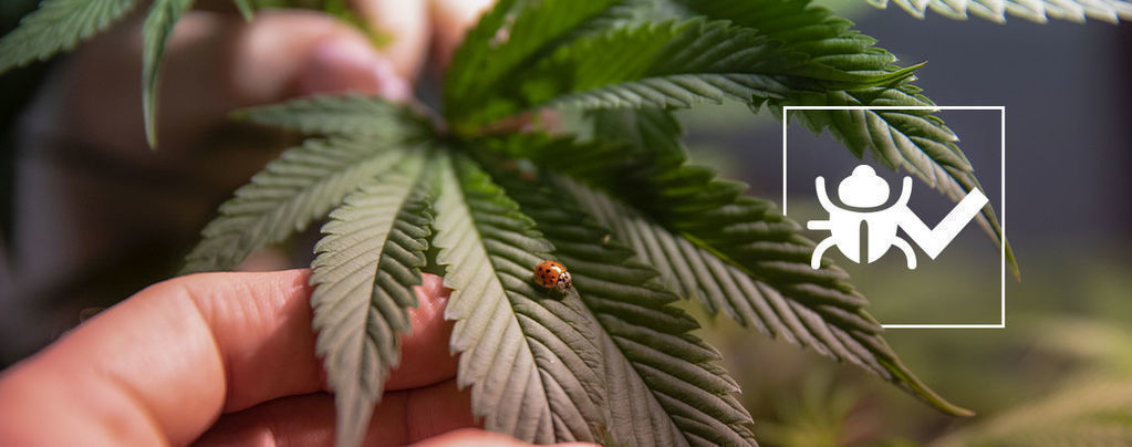 Insekten, Die Helfen Können, Besseres Cannabis Anzubauen