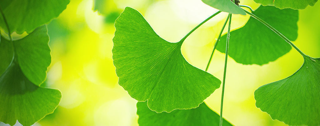 Wie Man Ginkgo Biloba Am Besten Nutzt