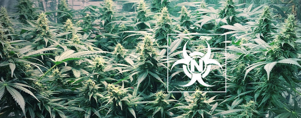 Stickstofftoxizität Bei Cannabispflanzen