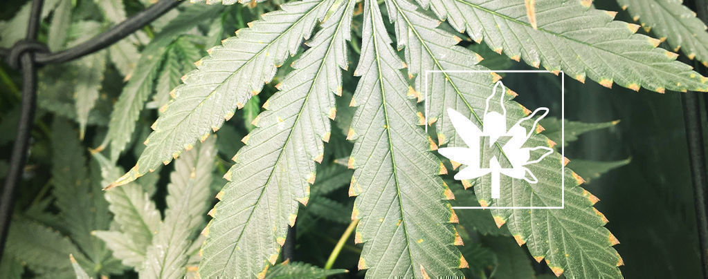 Kaliummangel Bei Cannabispflanzen