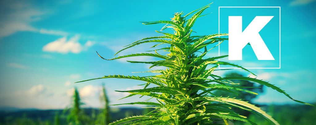 Die Bedeutung Von Kalium Für Cannabispflanzen