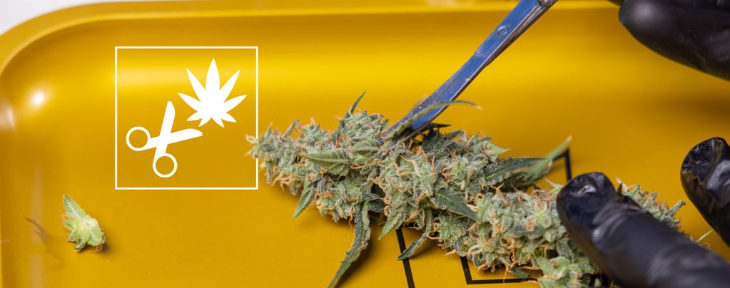 Cannabis richtig und einfach stutzen: Eine Anleitung