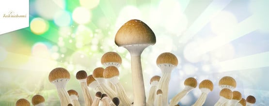 Wie Man Die Fresh Mushrooms Zuchtsets Verwendet