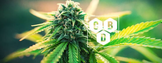 Was Ist Cannabidiol (CBD)?