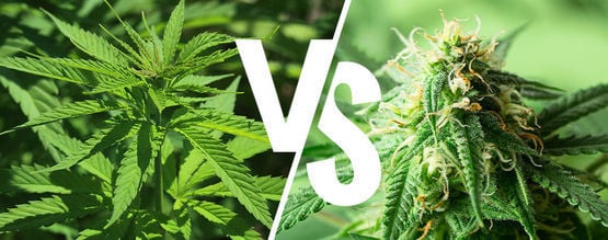 Indica Vs. Sativa: Spielt Es 2024 Noch Eine Rolle?