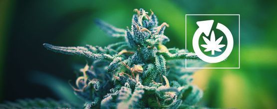  Der Lebenszyklus Der Cannabispflanze