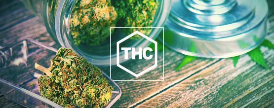 Alles, Was Du Über THC Wissen Musst