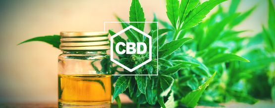 Alles, Was Du Über CBD Und CBD-Reiches Weed Wissen Musst