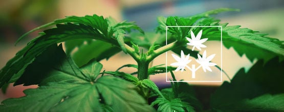 Topping Cannabis: Alles Was Du Wissen Musst