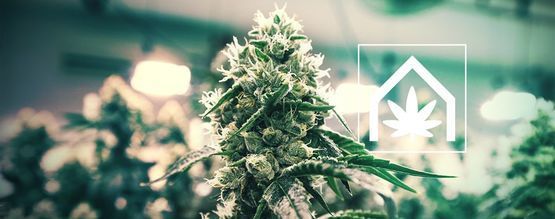 Cannabisanbau Im Grow Room