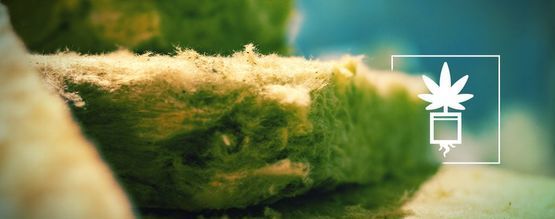 Alles, Was Du Über Den Anbau Von Cannabis In Steinwolle Wissen Musst