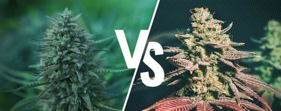 Photoperiodisch Vs. Autoflowering: Welches Ist Das Beste Cannabis Für Dich?