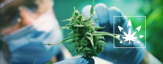 Wie (Und Warum) Man Cannabispflanzen Regeneriert