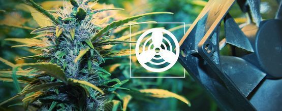 Belüftung Im Cannabis Zuchtraum