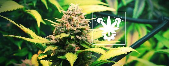 Tipps Für Den Anbau Von Autoflowering Cannabis Drinnen Und Draußen