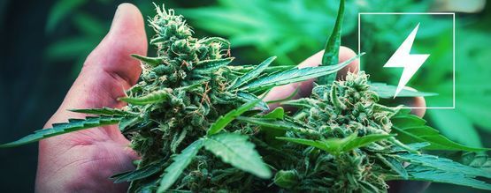 Strom Und Cannabis Anbau