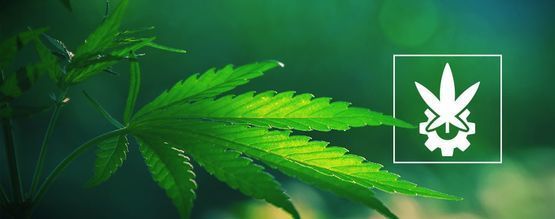 Was Ist Cannabis Ruderalis?