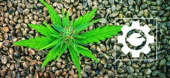 Was Sind Autoflowering Cannabissamen?