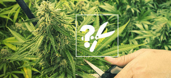 Wann Erntet Man Cannabispflanzen?