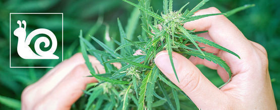 Langsames Cannabiswachstum: Ursachen Und Lösungen