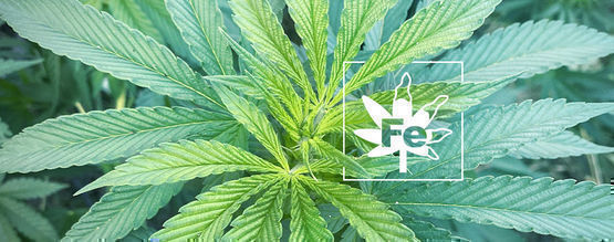 Eisenmangel Bei Cannabispflanzen