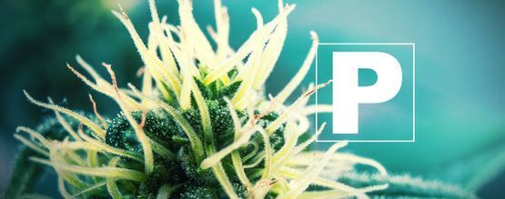 Die Bedeutung Von Phosphor Für Cannabispflanzen