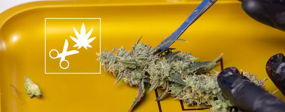 Cannabis richtig und einfach stutzen: Eine Anleitung