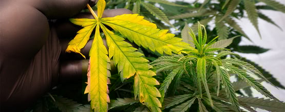 Gelbe Cannabisblätter: So kannst du sie behandeln und vermeiden