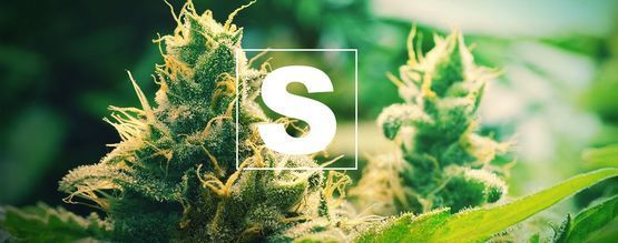 Die Wichtigkeit Von Schwefel Für Cannabispflanzen