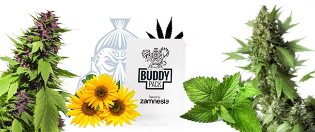 Verstecken cannabis wachsen begleiter Verstecken cannabis wachsen begleiter
