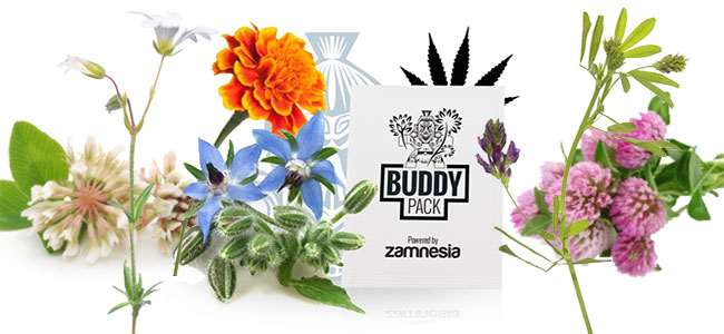 Cannabis Begleiter Pflege Cannabis Begleiter Pflege