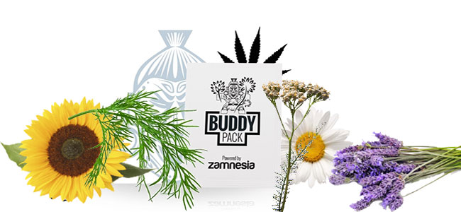 Cannabis-Begleiter ziehen Insekt an Cannabis-Begleiter ziehen Insekt an