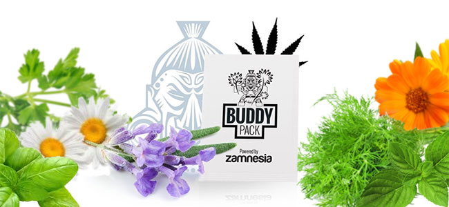 Companion Cannabis stoßen Insekten ab Companion Cannabis stoßen Insekten ab