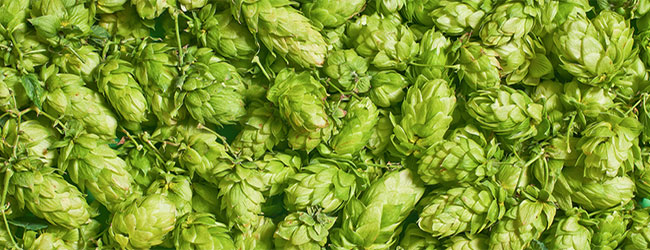 Hopfen para Bier Hopfen para Bier