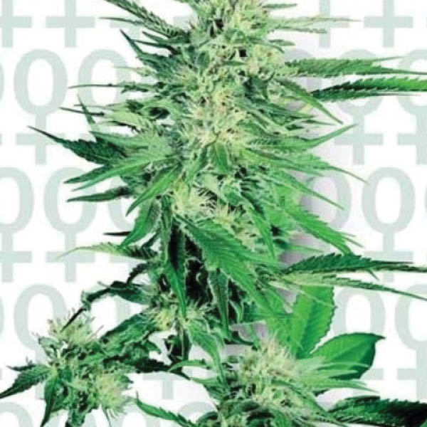 Sensi Seeds Big Bud Big Bud