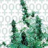 Sensi Seeds Early Skunk Early Skunk