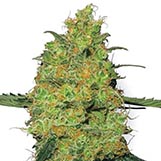 Sensi Seeds Master Kush Master Kush