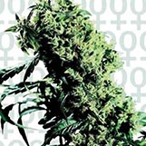 Sensi Seeds Nothern Ligts 5xHaze Northern Lights 5Xhaze