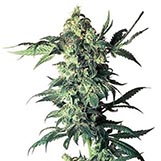 Sensi Seeds Northern Lights Northern Lights