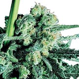 Sensi Seeds Sensi Skunk Sensi Skunk