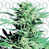 Sensi Seeds Shiva Skunk Shiva Skunk