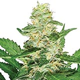 Sensi Seeds Super skunk Auto Super Skunk Auto