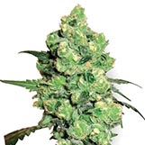 Sensi Seeds Super Skunk Super Skunk
