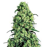 Sensi Seeds Skunk #1 Skunk #1