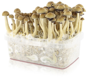 Grow kit Magic Mushroom grow kit