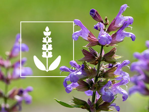 Salvia Alles Was Du Wissen Musst Zamnesia